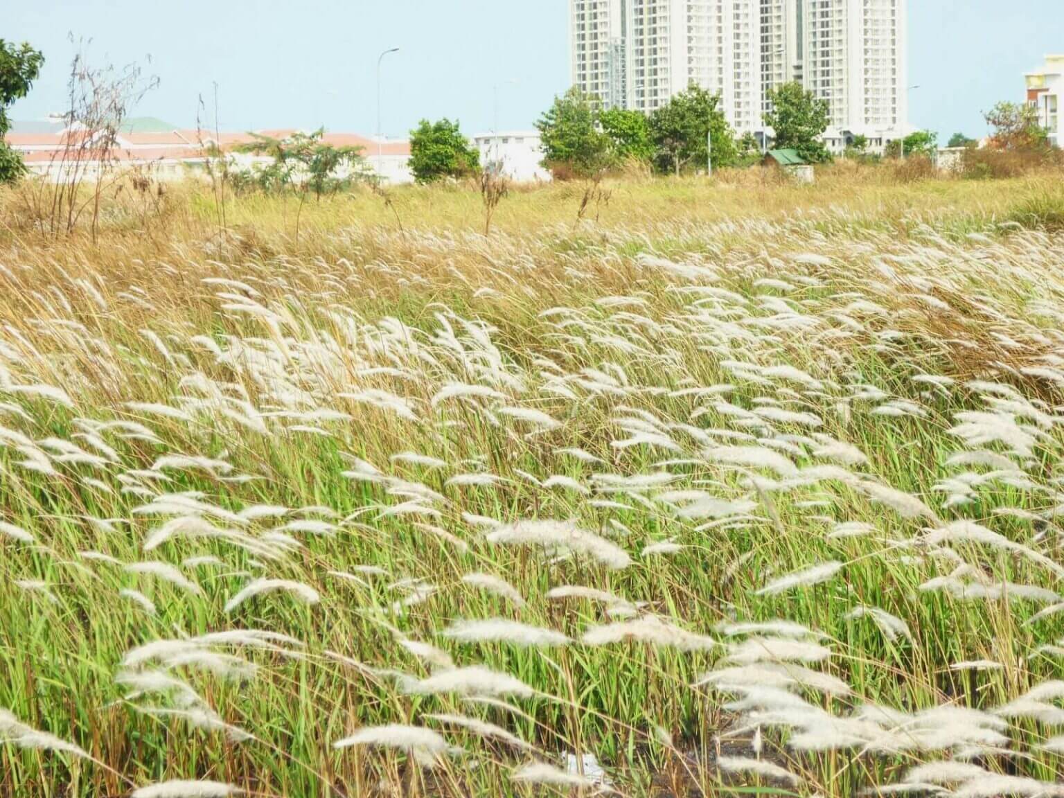 Địa điểm này nằm cạnh dòng sông Sài Gòn thơ mộng, phía trên đảo Kim Cương với không gian lãng mạn